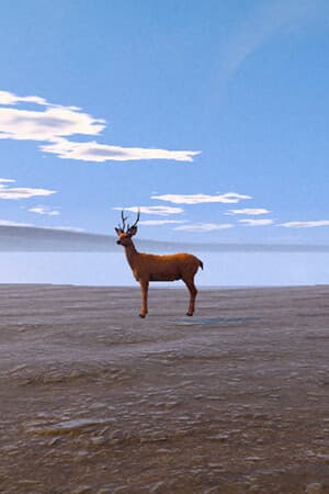 Live Cam Simulator