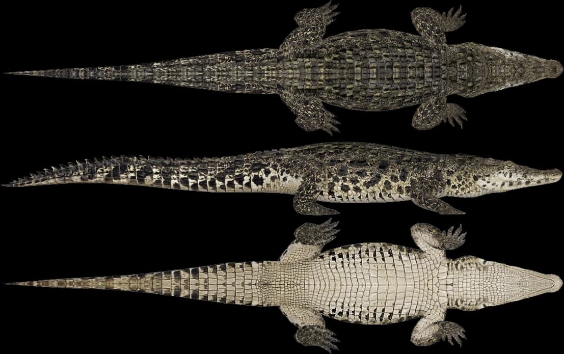 Crocodylia