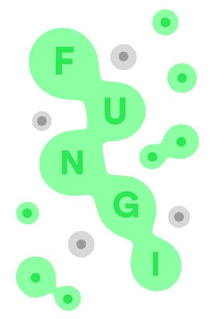 FUNGI