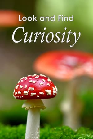 Look and Find - Curiosity